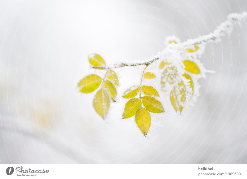 freezing Nature Plant Animal Winter Ice Frost Snow Leaf Garden Park Freeze Yellow Gold Gray Green White Loneliness Transience Branch Twigs and branches Tree