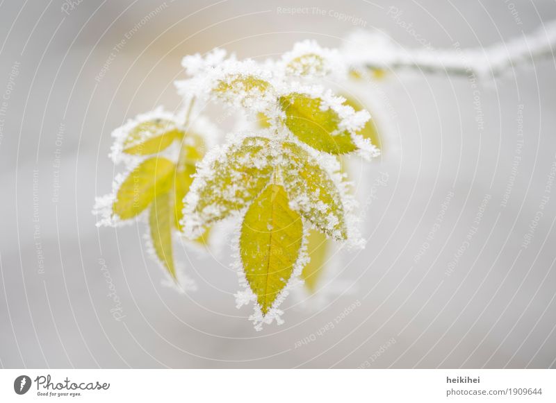 freezing Environment Nature Plant Winter Ice Frost Snow Bushes Leaf Foliage plant Garden Cool (slang) Cold Natural Yellow Gray Green White leaves Colour photo