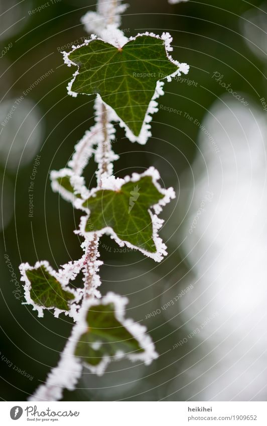 freezing Environment Nature Plant Winter Ice Frost Snow Bushes Leaf Foliage plant Garden Cool (slang) Cold Natural Brown Green Black White Beautiful leaves