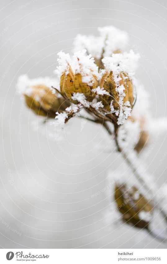 snowflower Nature Plant Animal Winter Ice Frost Snow Flower Bushes Blossom Garden Park Authentic Natural Brown Yellow Gray Growth Delicate Leaf Colour photo