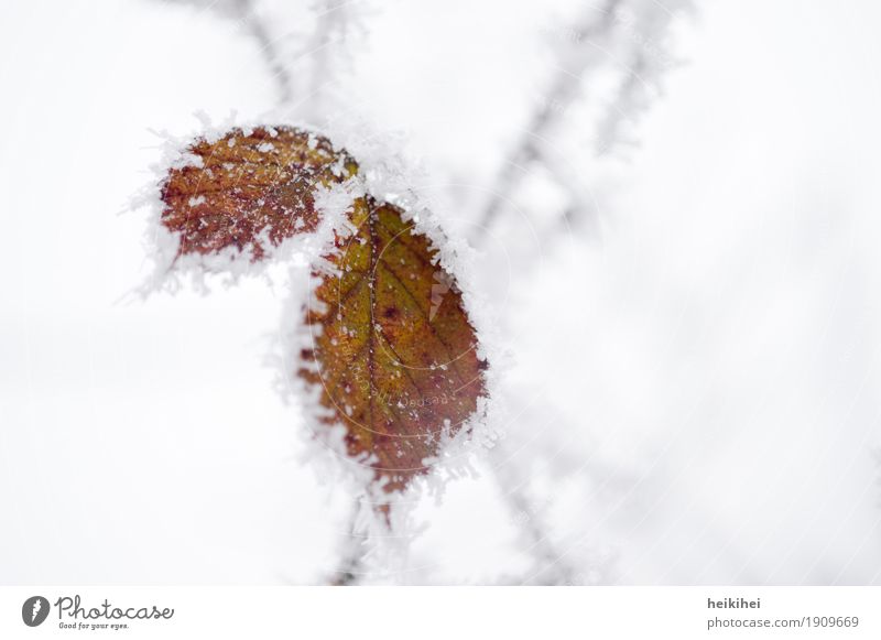 iced Environment Nature Plant Animal Winter Ice Frost Snow Leaf Garden Park Forest Authentic Cold Brown Gray Green Black White Bizarre Loneliness Uniqueness