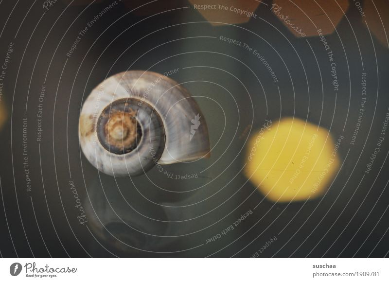 habitation Snail Snail shell Domicile Living or residing Glass table Reflection Light Lime Spiral Round