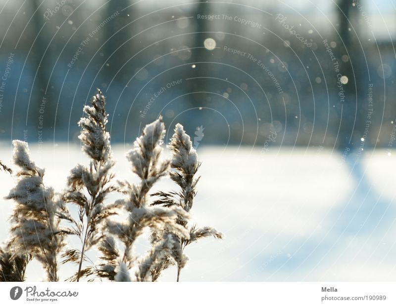 It's snowing Environment Nature Landscape Plant Air Winter Climate Climate change Weather Ice Frost Snow Snowfall Grass Lakeside Cold Calm Idyll Snowflake