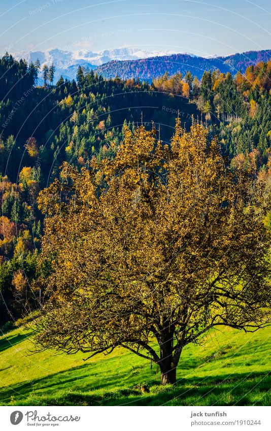 Far-sightedness in autumn Environment Landscape Plant Air Sky Cloudless sky Autumn Tree Hill Alps Mountain Snowcapped peak Esthetic Blue Multicoloured Yellow