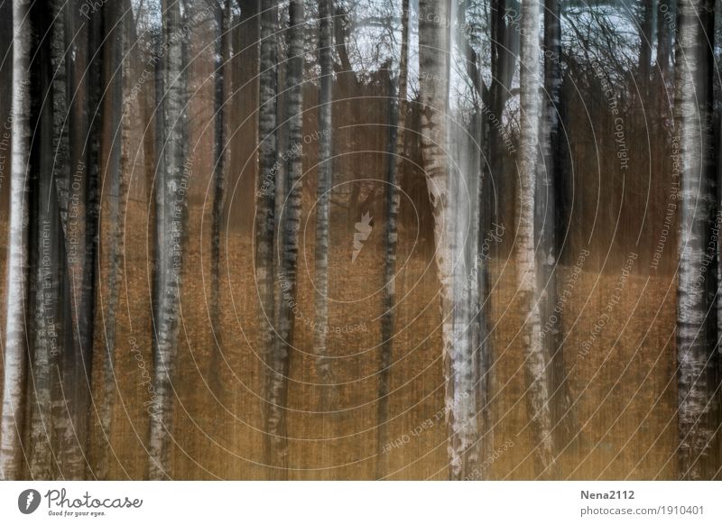 Flying trees Environment Nature Landscape Earth Plant Tree Park Forest Exceptional Infinity Dry Woodground Edge of the forest Clearing Tree trunk