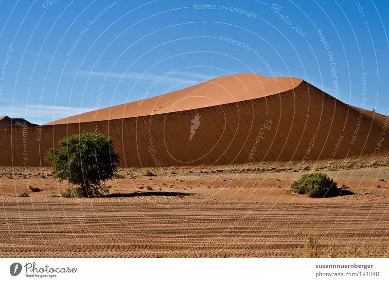 desert Environment Nature Landscape Plant Animal Elements Sand Air Sky Cloudless sky Sun Summer Warmth Desert "Namib Namibia Stage" Contentment Freedom Infinity