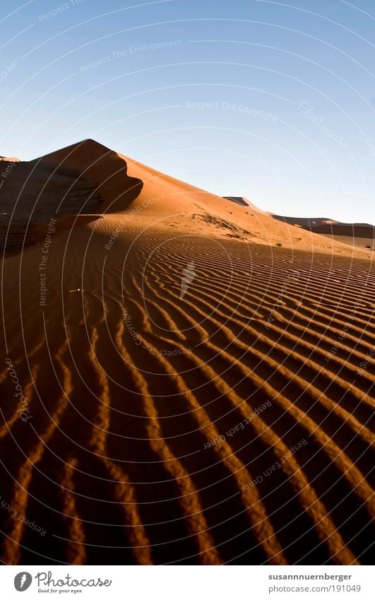 red sand Environment Nature Landscape Plant Elements Sand Air Sky Cloudless sky Summer Desert Namib desert Old Exotic Free Warmth Blue Yellow Gold Red Agreed