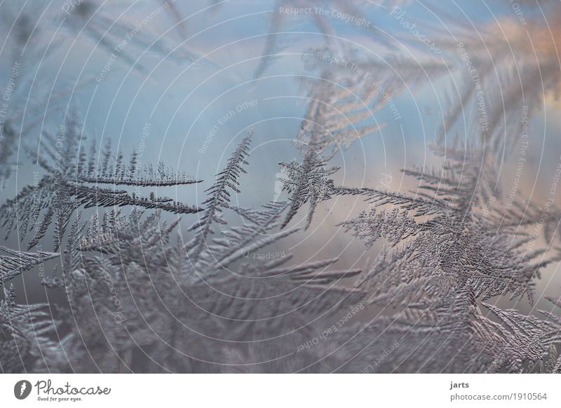 icy Winter Beautiful weather Ice Frost Glass Freeze Cold Natural Nature Frostwork Ice crystal Glass ball Colour photo Exterior shot Close-up Detail