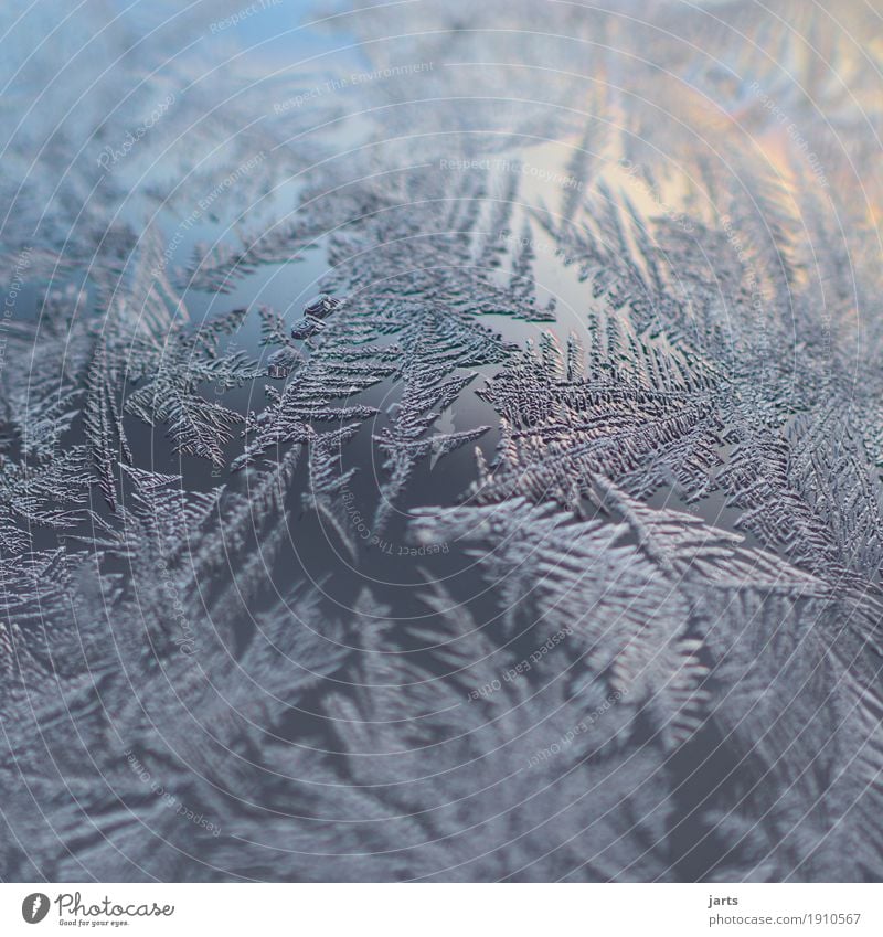 frost Sky Winter Beautiful weather Ice Frost Glass Fantastic Cold Natural Nature Frostwork Ice crystal Glass ball Colour photo Exterior shot Close-up Detail