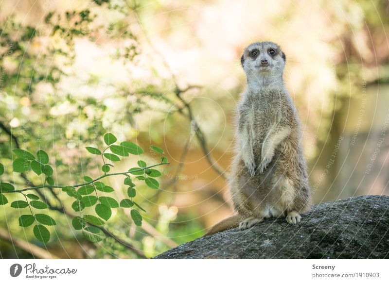 Dude, stop staring... Nature Plant Animal Sun Summer Beautiful weather Bushes Rock Wild animal Meerkat 1 Observe Looking Stand Small Watchfulness Eyes