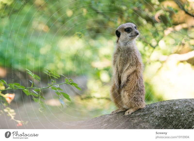 All quiet... Nature Plant Animal Summer Beautiful weather Tree Bushes Wild animal Meerkat 1 Observe Looking Sit Stand Small Watchfulness Colour photo