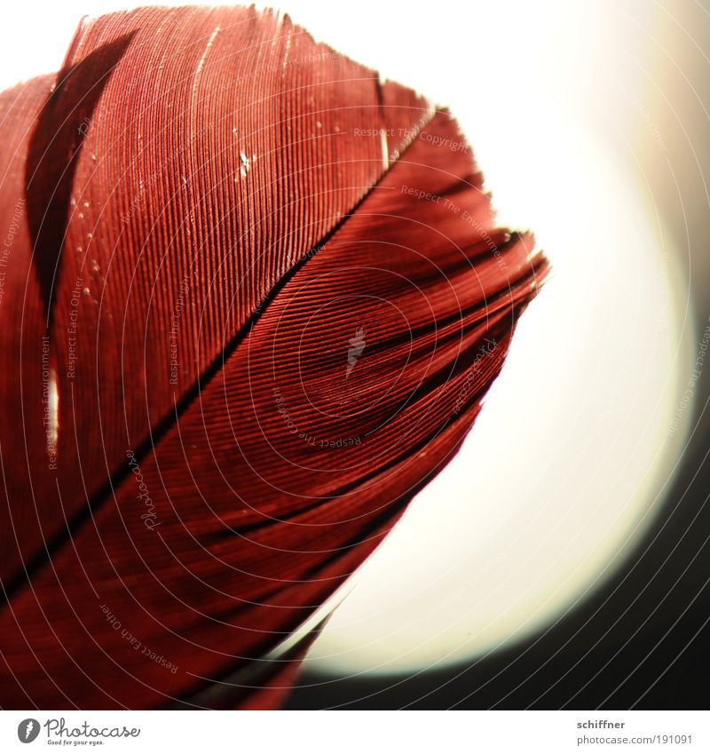 Fire feather reloaded Flamingo Esthetic Red Romance Hope Dream Passion Calm Feather Feather shaft Structures and shapes Detail Macro (Extreme close-up) Light