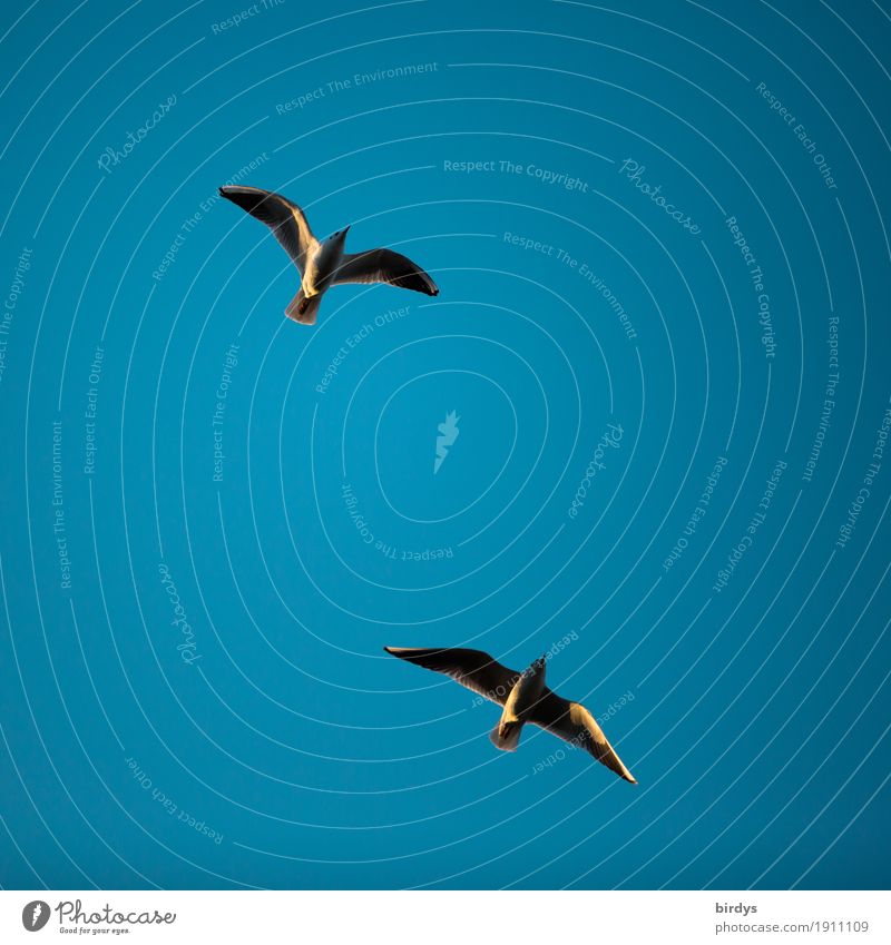 pair flight Cloudless sky Sunlight Wild animal Gull birds 2 Animal Pair of animals Flying Esthetic Simple Free Maritime Positive Blue Joie de vivre (Vitality)