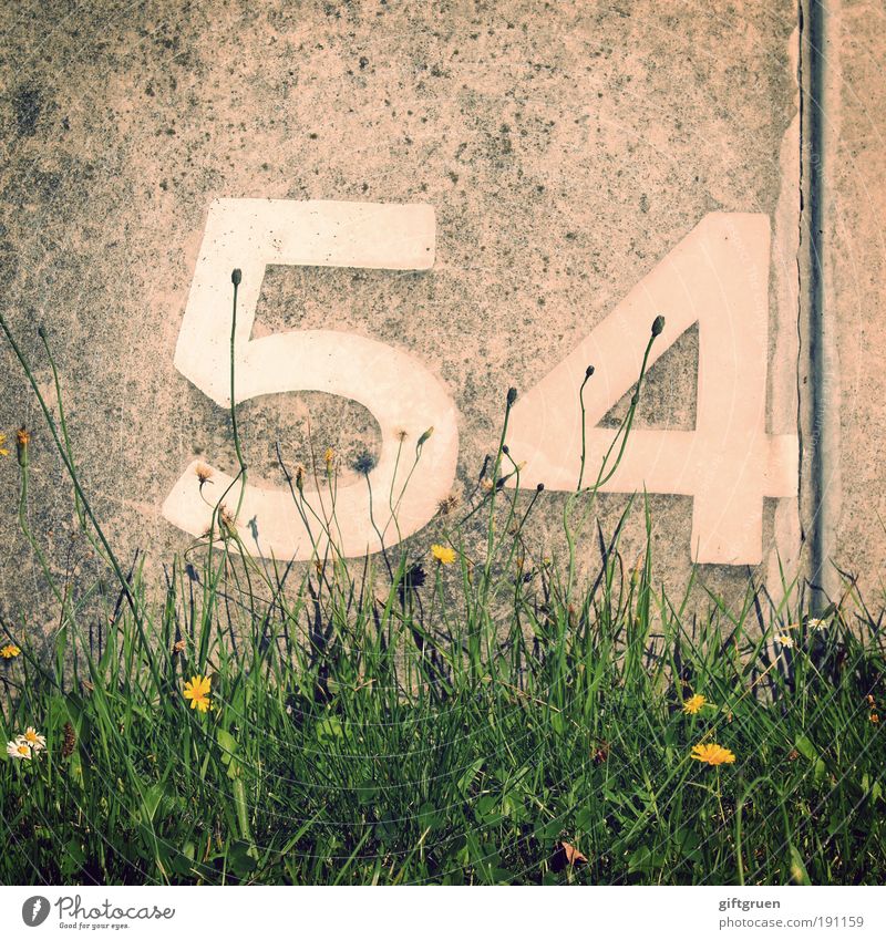 xenon Plant Flower Grass Arrangement 54 fifty-four Wall (barrier) Concrete Concrete wall number Digits and numbers Lettering Inscription arrange Jubilee ordinal