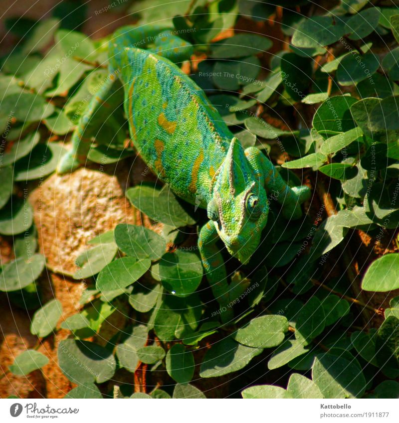Yemen Chameleon (Chamaeleo calyptratus) Nature Foliage plant Animal Pet Wild animal Observe Hunting Exotic Green Colour photo Exterior shot Animal portrait