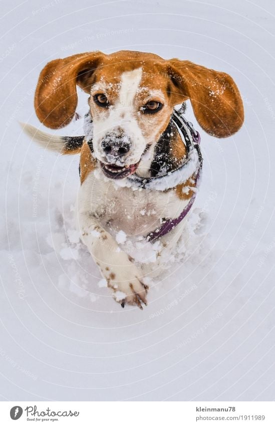 Beagle in the snow Elegant Joy Happy Beautiful Leisure and hobbies Trip Winter Snow Environment Nature Climate Weather Ice Frost Snowfall Garden Field Village