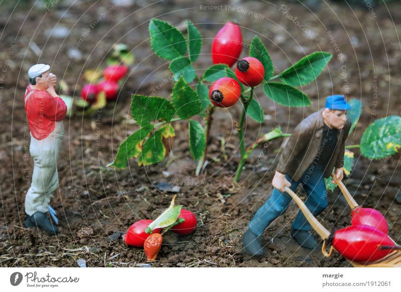 Miniwelten - Rose Hip Harvest Gardening Agriculture Forestry Services Human being Masculine Man Adults 2 Plant Tree Leaf Blossom Green Red Rose hip Fruit