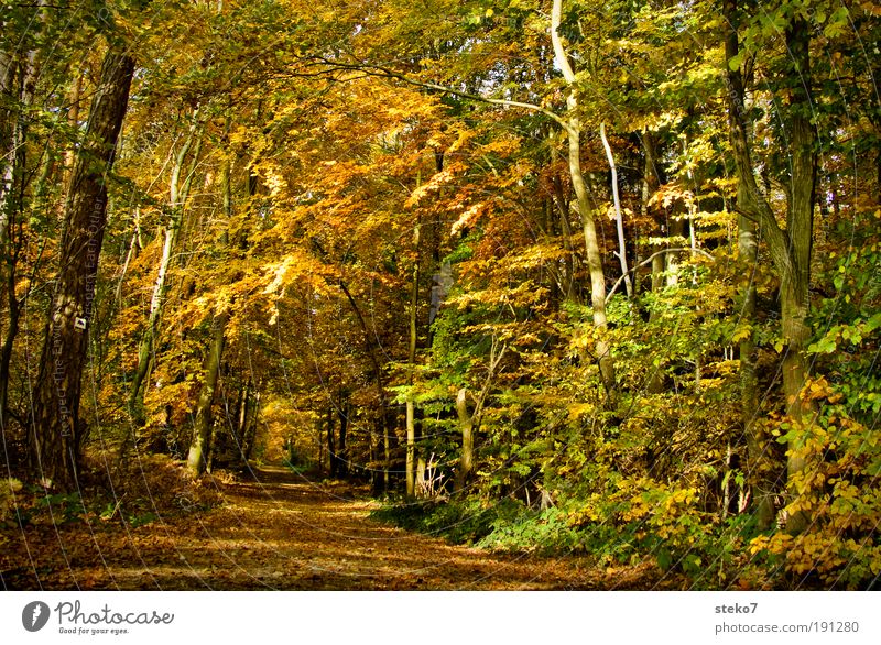 Away into autumn Autumn Beautiful weather Forest Relaxation Fragrance Clean Dry Brown Yellow Gold Esthetic Loneliness Idyll Lanes & trails Footpath Forest road