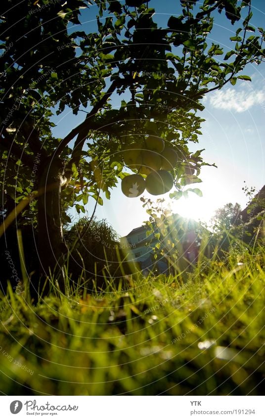 Sundown in Autumn Environment Nature Landscape Plant Sky Clouds Weather Beautiful weather Tree Grass Bushes Leaf Moody Far-off places Apple Apple tree Deep