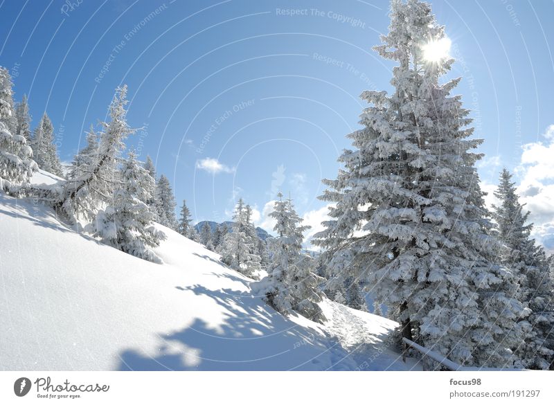 winter's tale Environment Nature Landscape Sky Clouds Sun Winter Beautiful weather Snow Tree Forest Alps Mountain Snowcapped peak Loneliness Relaxation