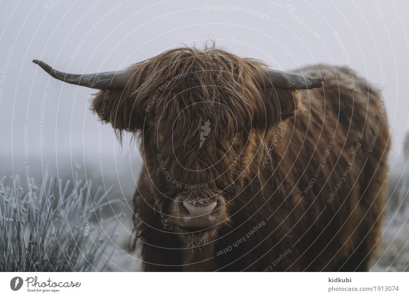 Scottish Highland Cattle Animal Cow Animal face Pelt 1 Freeze Looking Authentic Dark Large Cuddly Reliability Wild Blue Brown White Calm Cold Power
