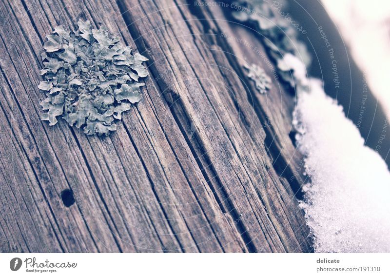 WoodnSnow Winter Ice Frost Blue Brown Gray White Subdued colour Exterior shot Macro (Extreme close-up) Deserted