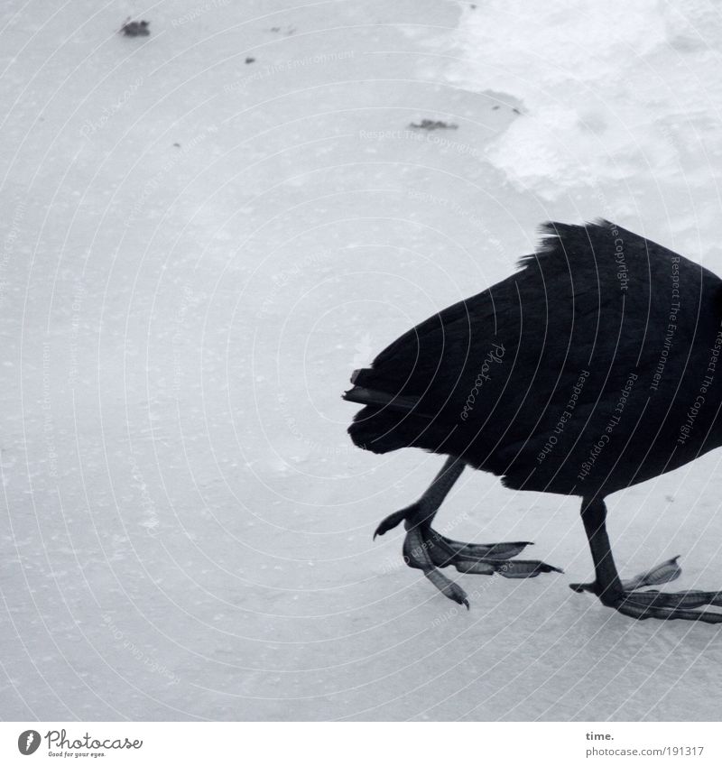 winter depression Snow Ice Frost Bird Walking Sadness Cold Black Plaice Frozen Animal foot Legs Feather Coot Crooked puffed up Dreary slidden Tails waterfowl