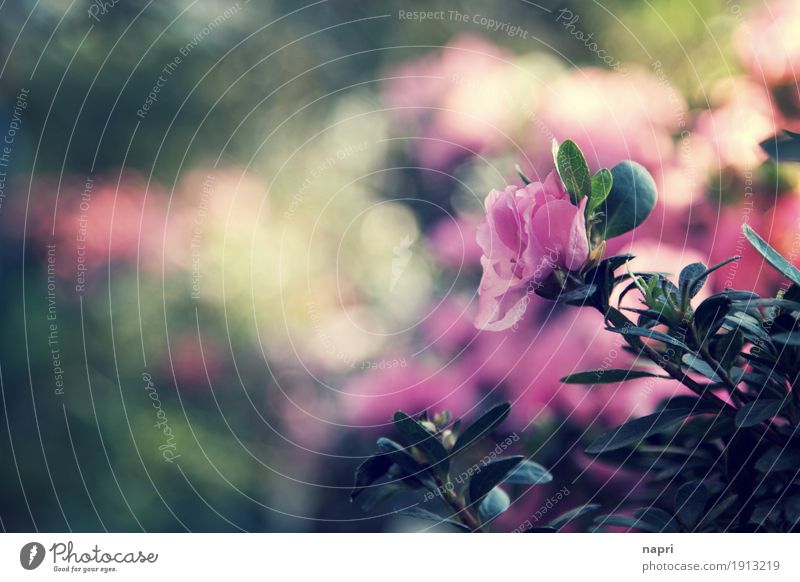 One like none Plant Leaf Blossom Foliage plant Rhododendrom Pink Idyll Nature Moody Blossoming Copy Space 1 Green Shallow depth of field Flowerbed Garden Botany