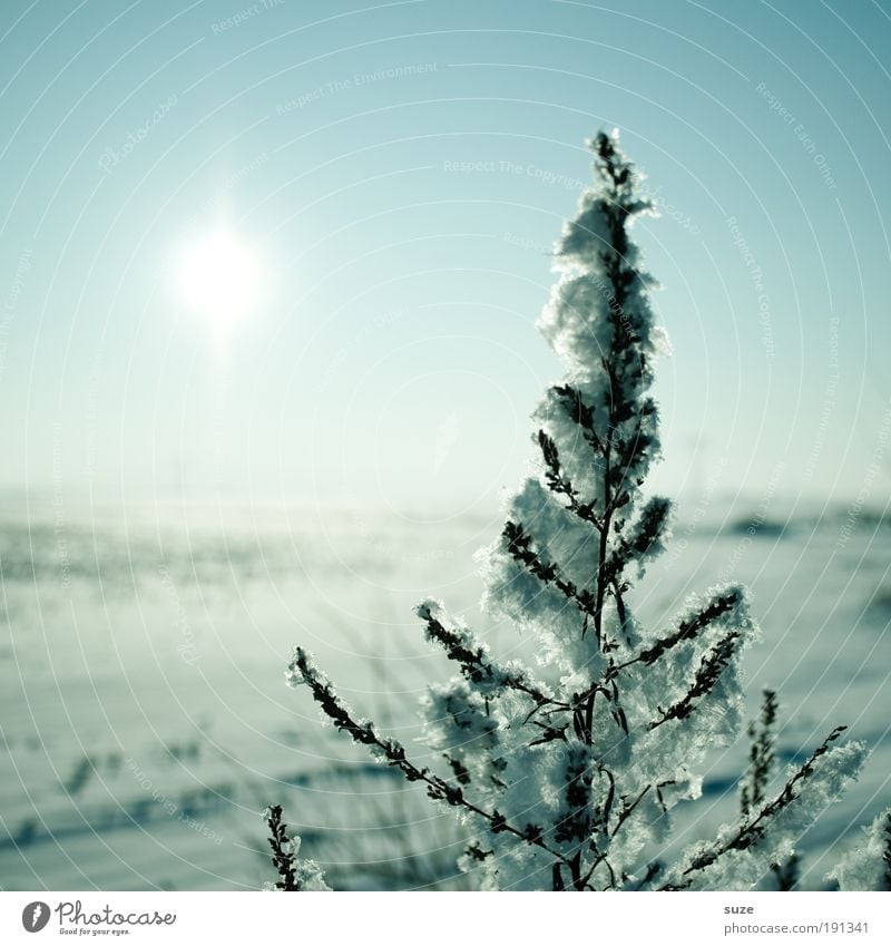 winter sun Sun Environment Nature Landscape Plant Elements Air Horizon Winter Ice Frost Snow Authentic Cold Natural Beautiful Blue Loneliness Pure Ice age