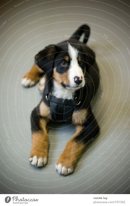 Appenzeller Animal Pet Dog 1 Baby animal Lie Friendliness Cuddly Curiosity Watchfulness more appetizing Puppy Cute Timidity Colour photo Subdued colour