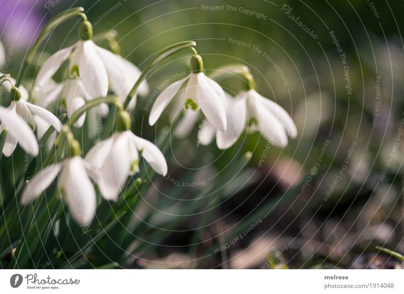 Snowdrops with right urge Nature Plant Earth Spring Climate Beautiful weather Flower Grass Blossom Wild plant Lily plants Flowering plant Spring flowering plant