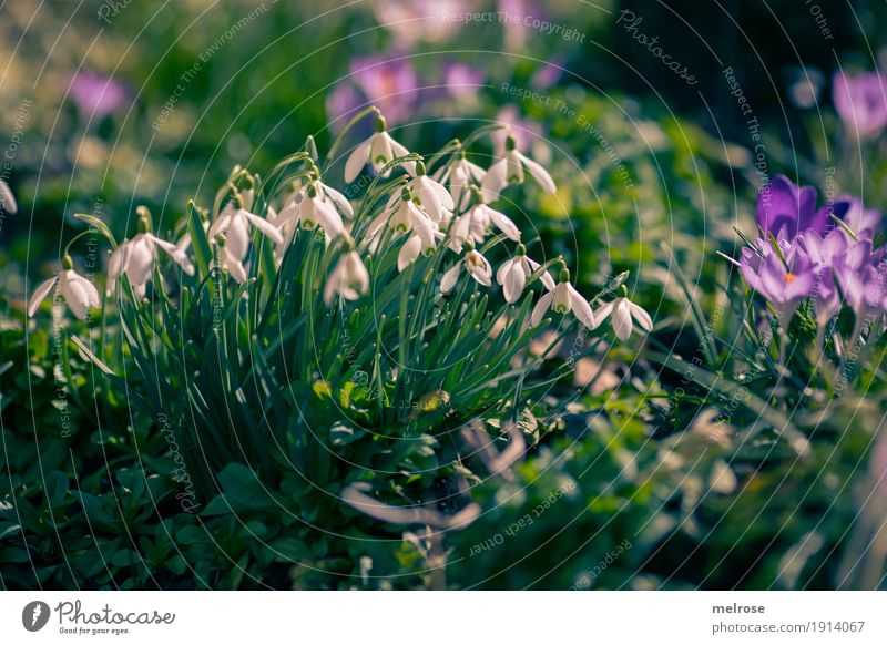 Snowdrops and crocuses Nature Plant Earth Sun Spring Climate Beautiful weather Flower Grass Blossom Wild plant Flowering plant Lily plants Amaryllis Crocus