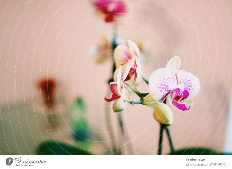 orchid Nature Plant Flower Orchid Esthetic Beautiful Blossom Orchid blossom Pink White Decoration Fine Fragile Shallow depth of field Copy Space left