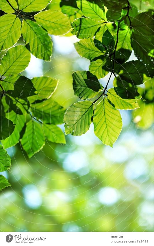 Green light Life Harmonious Well-being Contentment Relaxation Calm Gardening Nature Spring Summer Leaf Branch Park Happiness Fresh Bright Positive