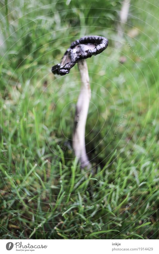 tintling Nature Plant Animal Autumn Grass Meadow Mushroom Stand Old Disgust Decline Transience Change Putrefy Inedible Shaggy mane Colour photo Exterior shot