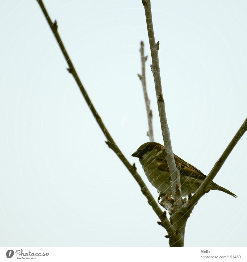 fork stool Environment Nature Plant Animal Winter Tree Branch Wild animal Bird Sparrow 1 Crouch Sit Dark Natural Cute Gloomy Freedom Junction Crutch