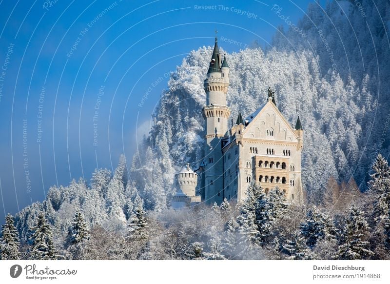 Neuschwanstein Castle Vacation & Travel Tourism Trip Sightseeing Winter Snow Winter vacation Mountain Hiking Landscape Beautiful weather Ice Frost Plant Forest
