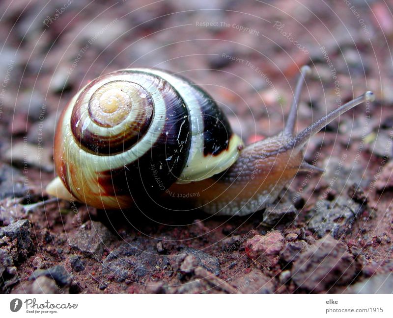 a lame snail Snail shell Transport