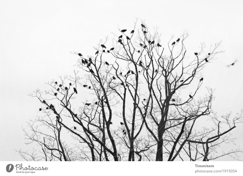 This is where Lukow buzzes off! Environment Nature Plant Animal Autumn Winter Tree Bird Flock Flying Crouch Wait Simple Gray Black Black & white photo Branch
