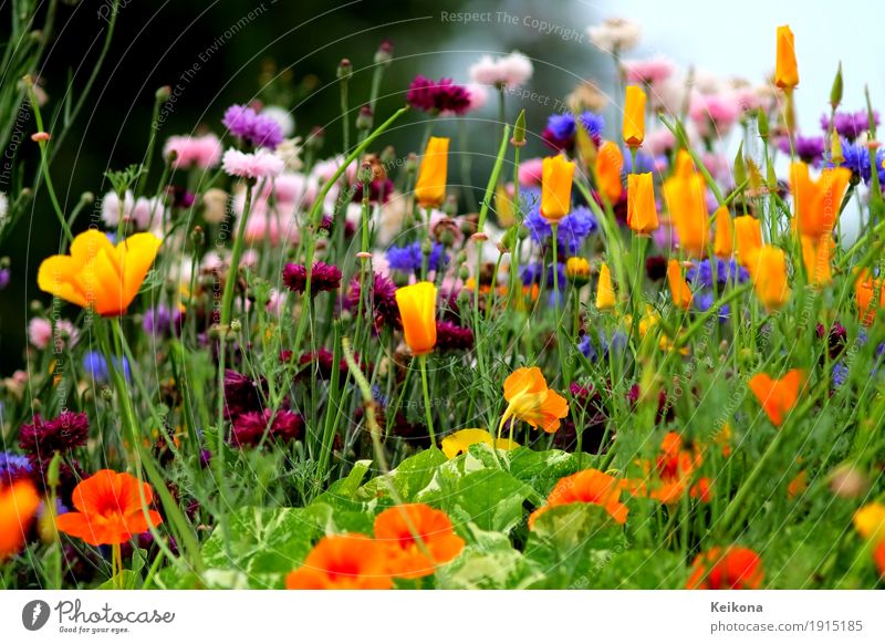 Summer flower meadow in bright colours. Picnic Joy Happy Senses Vacation & Travel Trip Freedom Summer vacation Nature Landscape Plant Flower Agricultural crop