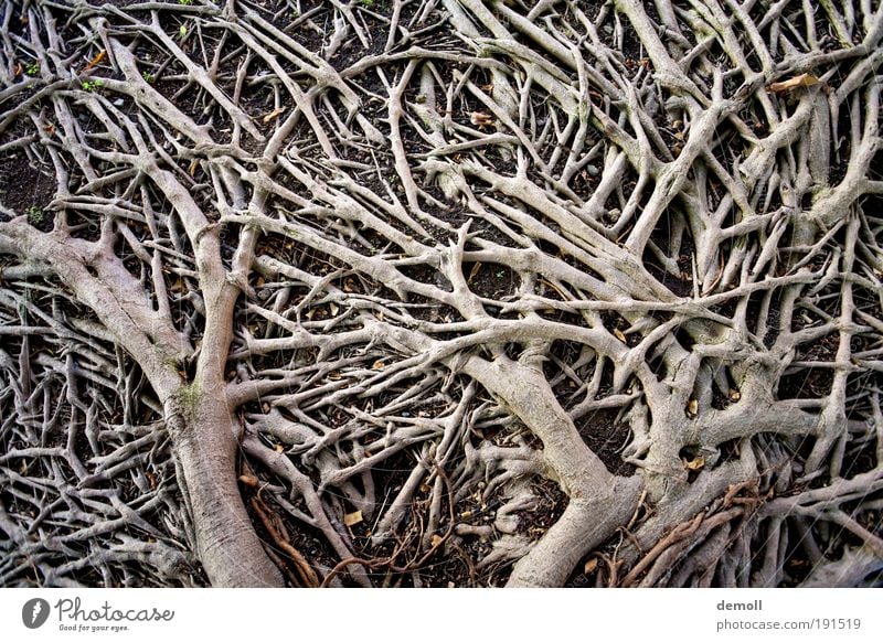 Roots on the ground Nature Tree Forest Wood Growth Root of a tree branching soil roots Subdued colour Exterior shot Detail Deserted Contrast Day