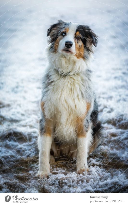 Australian Shepherd Winter Animal Long-haired Pet Dog 1 Sit Cold Blue Brown White Havanese Purebred dog Hoar frost Snow Mammal Copy Space Easygoing red merle