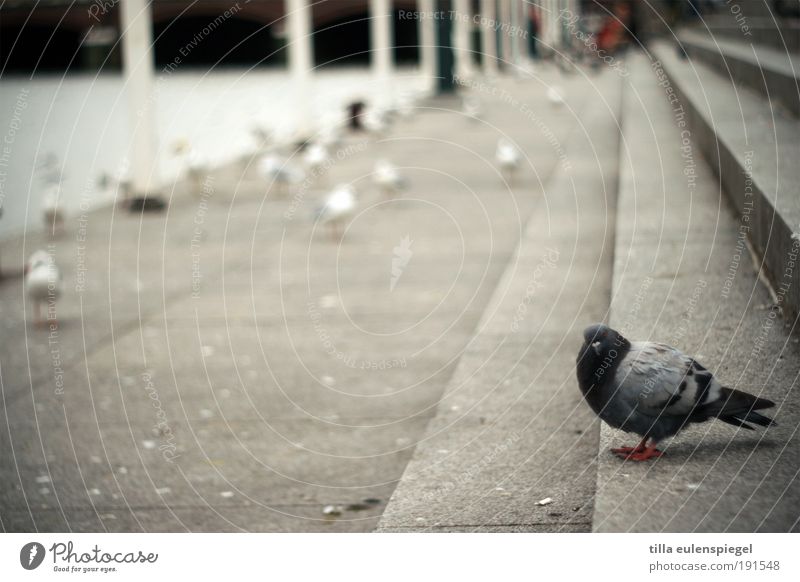 tach also Stairs Animal Wild animal Bird Pigeon 1 Concrete Gloomy Gray Stagnating Seagull Colour photo Exterior shot Deserted Copy Space left Day Full-length