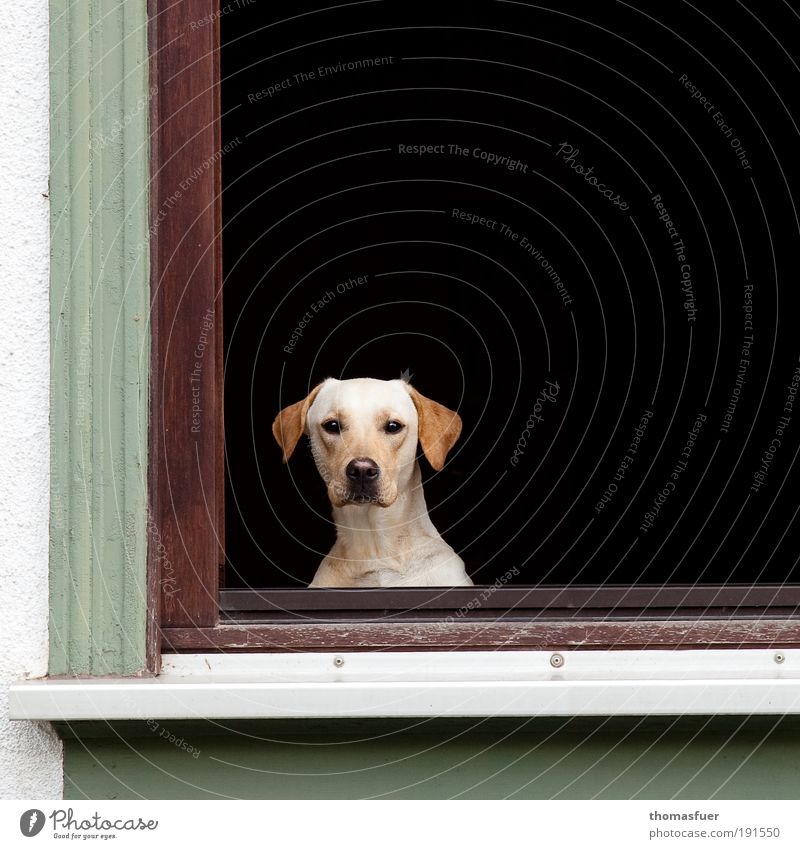 hypnosis Flat (apartment) Window Animal Pet Dog Animal face 1 Observe Sit Wait Living or residing Threat Curiosity Green Black White Protection Love of animals