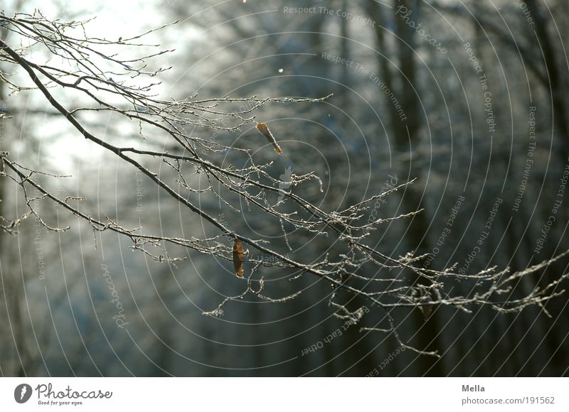 Forest, shock frozen Environment Nature Landscape Autumn Winter Climate Climate change Weather Ice Frost Plant Tree Branch Freeze Dark Cold Natural Idyll Calm