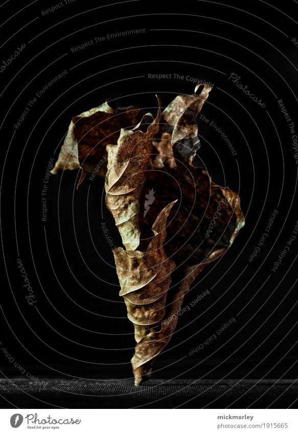 Autumn Leaf Sculpture Elegant Senses Work of art Environment Nature Plant Old Rotate Dance Faded To dry up Growth Esthetic Dark Cold Dry Brown Black