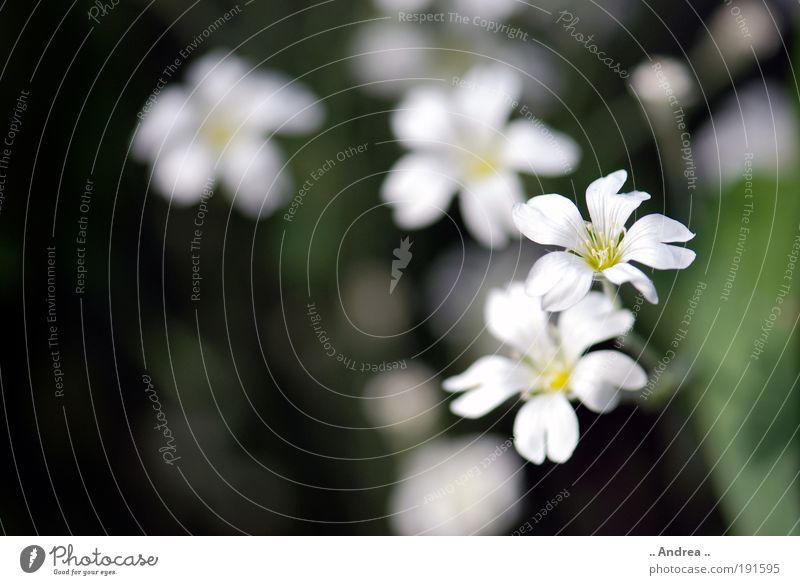 Spring messenger no.4 Plant Flower Leaf Blossom Foliage plant Blossoming Fragrance Relaxation Grief Nature Park Meadow Dark White Green Colour photo