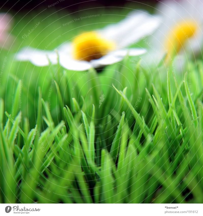 coming soon... Decoration Spring Flower Grass Blossoming Fragrance Growth Fresh Kitsch Natural Yellow Green White Spring fever Anticipation Colour Power Nature