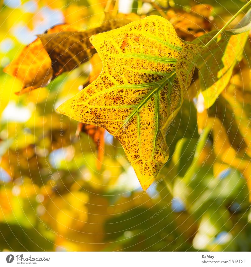 autumn lights Nature Plant Autumn Tree Leaf Natural Brown Yellow Green Esthetic Decline Transience Autumn leaves Bright Colours Moody Colour photo Pattern