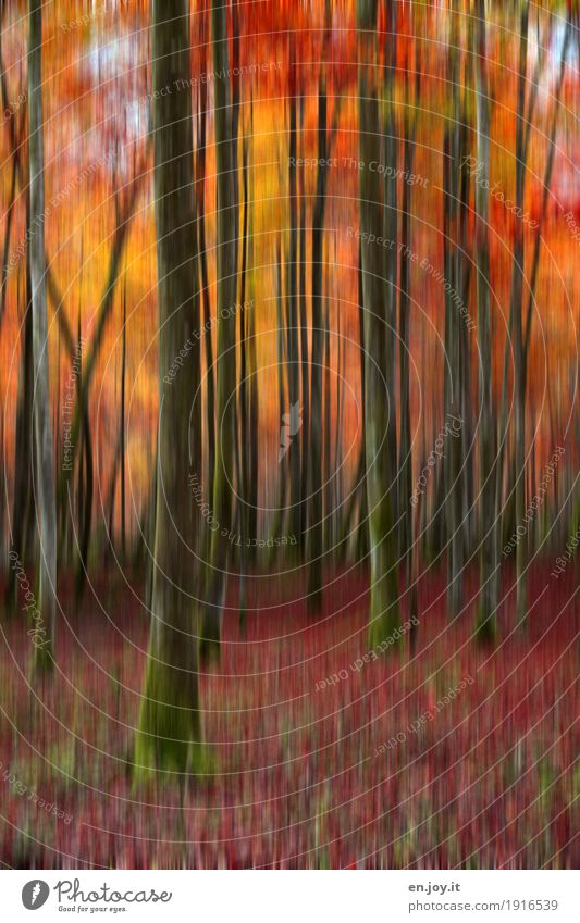 forest fire Nature Landscape Plant Autumn Tree Tree trunk Forest Yellow Orange Red Sadness Grief Bizarre Surrealism Dream Transience Irritation Change